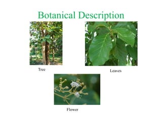 Botanical Description
Leaves
Tree
Flower
 