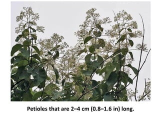 Petioles that are 2–4 cm (0.8–1.6 in) long.
 