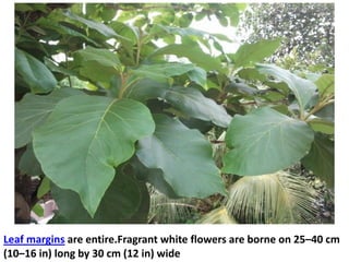 Leaf margins are entire.Fragrant white flowers are borne on 25–40 cm
(10–16 in) long by 30 cm (12 in) wide
 
