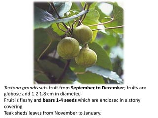 Tectona grandis sets fruit from September to December; fruits are
globose and 1.2-1.8 cm in diameter.
Fruit is fleshy and bears 1-4 seeds which are enclosed in a stony
covering.
Teak sheds leaves from November to January.
 