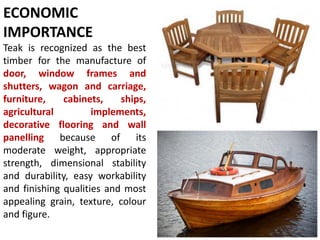 ECONOMIC
IMPORTANCE
Teak is recognized as the best
timber for the manufacture of
door, window frames and
shutters, wagon and carriage,
furniture, cabinets, ships,
agricultural implements,
decorative flooring and wall
panelling because of its
moderate weight, appropriate
strength, dimensional stability
and durability, easy workability
and finishing qualities and most
appealing grain, texture, colour
and figure.
 
