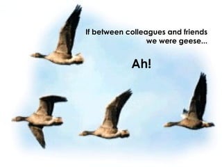 Ah!  If between colleagues and friends we were geese... 
