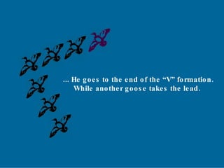 ... He goes to the end of the “V” formation. While another goose takes the lead. 