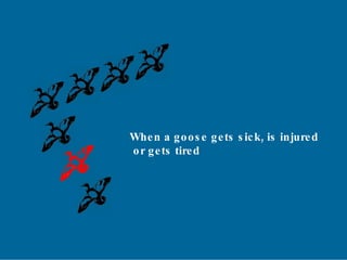 When a goose gets sick, is injured or gets tired 