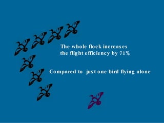 The whole flock increases the flight efficiency by 71% Compared to  just one bird flying alone 