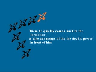 Then, he quickly comes back to the  formation to take advantage of the the flock’s power in front of him 
