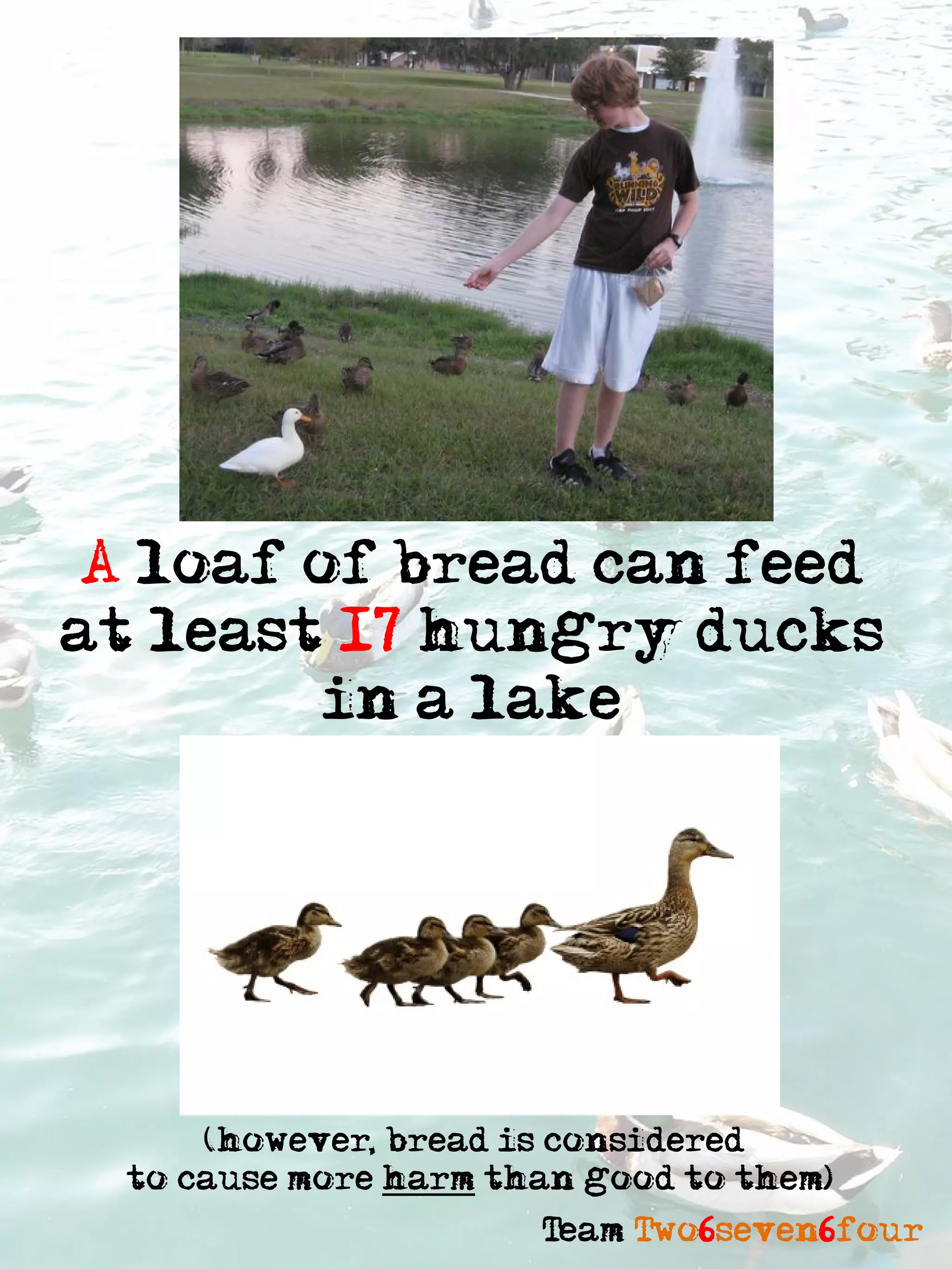 A loaf of bread can feed
at least 17 hungry ducks
         in a lake




      (however, bread is considered
  to cause more harm than good to them)
                       Team Two6seven6four
 