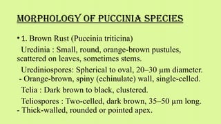 TEAM 5 WHEAT RUST COMPLETE.pptx diseases | PPTX