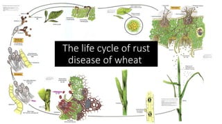 TEAM 5 WHEAT RUST COMPLETE.pptx diseases | PPTX