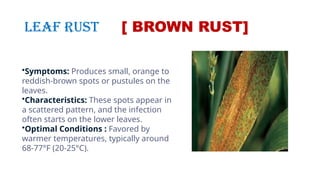 Rust Characteristics TEAM 5 WHEAT RUST COMPLETE.pptx diseases | PPTX