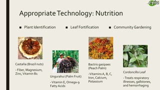 AppropriateTechnology: Nutrition
■ Plant Identification ■ Leaf Fortification ■ Community Gardening
Castaña (Brazil nuts)
- Fiber, Magnesium,
Zinc,Vitamin B1
Ungurahui (Palm Fruit)
-Vitamin E, Omega-9
Fatty Acids
Bactris gasipaes
(Peach Palm)
-VitaminsA, B, C,
Iron,Calcium,
Potassium
Cordoncillo Leaf
-Treats respiratory
illnesses, gallstones,
and hemorrhaging
 