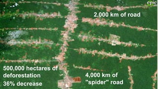 500,000 hectares of
deforestation 4,000 km of
"spider" road
2,000 km of road
36% decrease
 