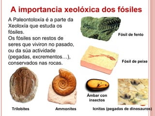 A importancia xeolóxica dos fósiles
A Paleontoloxía é a parte da
Xeoloxía que estuda os
fósiles.
Os fósiles son restos de
seres que viviron no pasado,
ou da súa actividade
(pegadas, excrementos…),
conservados nas rocas.
Trilobites Ammonites
Fósil de fento
Fósil de peixe
Icnitas (pegadas de dinosauros)
Ámbar con
insectos
 