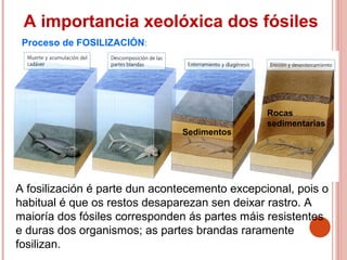 A importancia xeolóxica dos fósiles
A fosilización é parte dun acontecemento excepcional, pois o
habitual é que os restos desaparezan sen deixar rastro. A
maioría dos fósiles corresponden ás partes máis resistentes
e duras dos organismos; as partes brandas raramente
fosilizan.
Proceso de FOSILIZACIÓN:
Rocas
sedimentarias
Sedimentos
 