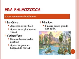 ERA PALEOZOICA
 Devónico:
 Aparecen os anfibios.
 Aparecen as plantas con
flores.
 Carbonífero:
 Desenvolvemento dos
réptiles.
 Aparecen grandes
bosques de fentos.
 Pérmico:
 Finaliza cunha grande
extinción.
Acontecementos biolóxicos
 