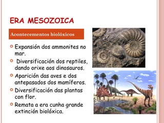 ERA MESOZOICA
 Expansión dos ammonites no
mar.
 Diversificación dos reptiles,
dando orixe aos dinosauros.
 Aparición das aves e dos
antepasados dos mamíferos.
 Diversificación das plantas
con flor.
 Remata a era cunha grande
extinción biolóxica.
Acontecementos biolóxicos
 