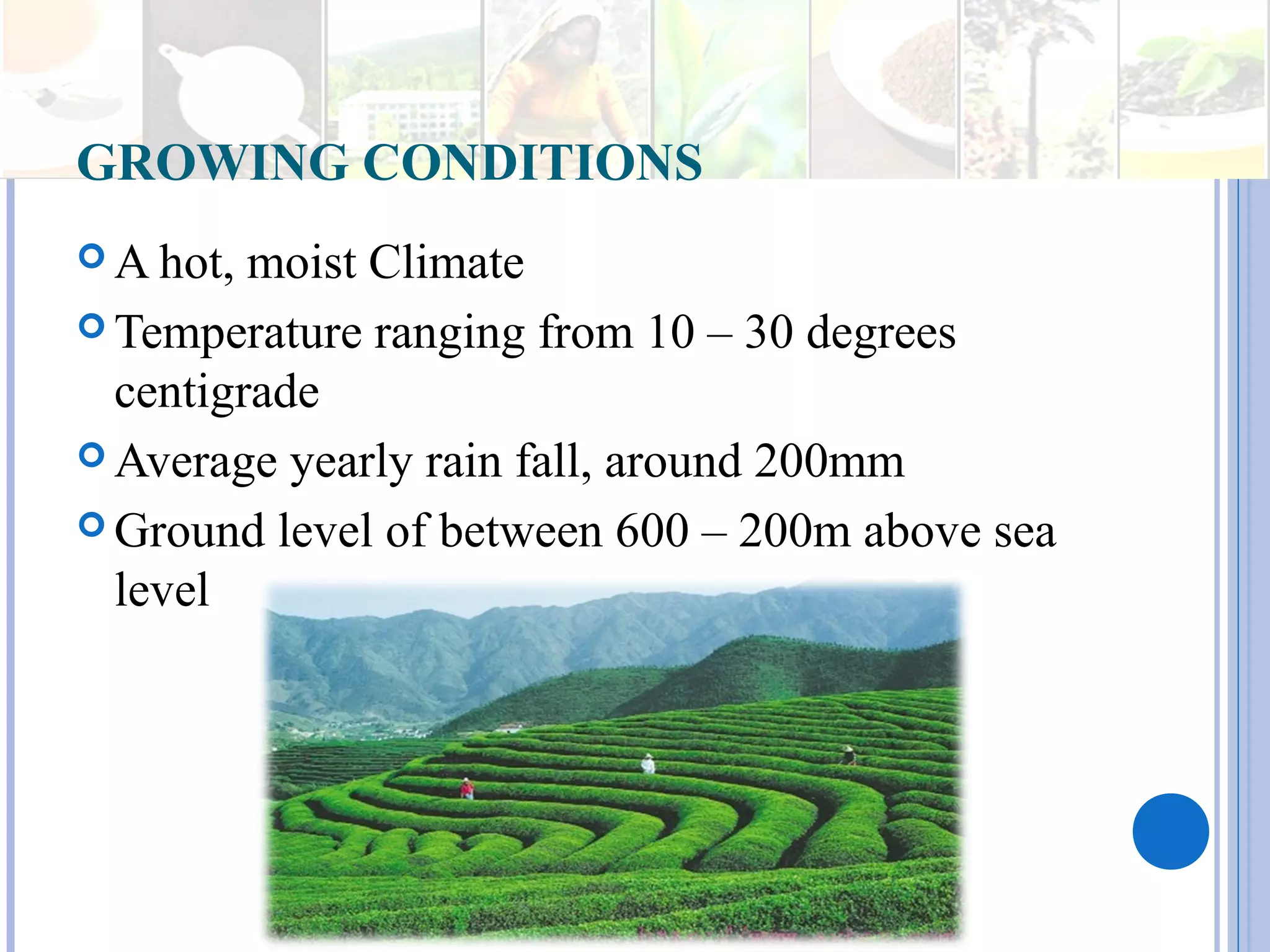 Tea Making Process | PPT