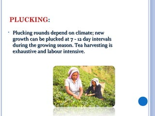 Tea Making Process | PPT