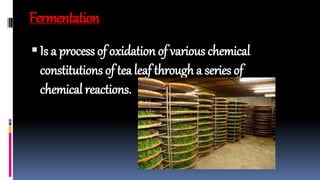 Tea manufacturing | PPTX