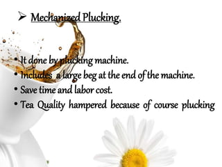Tea manufacturing & processing for non orthodox tea | PPTX
