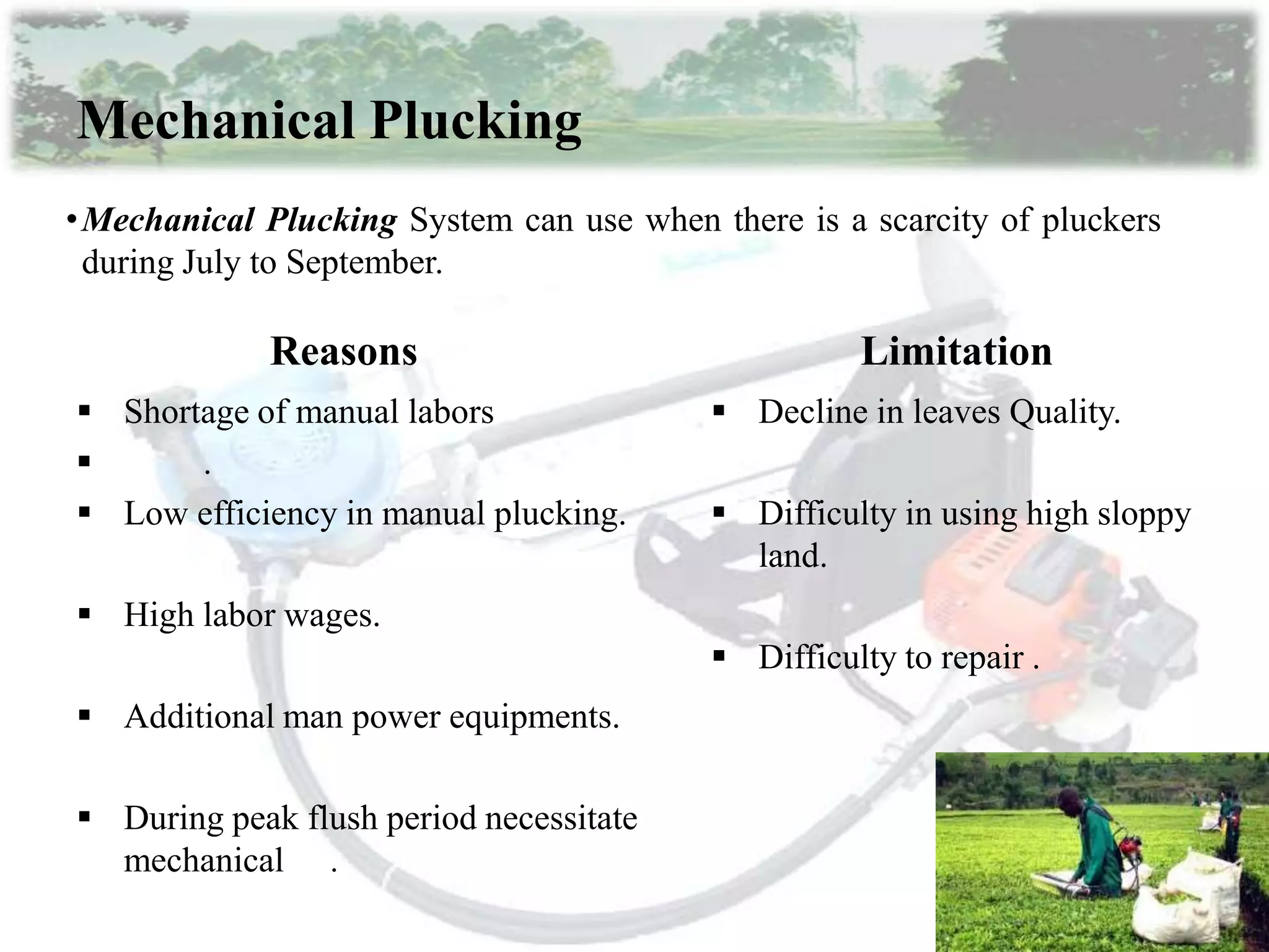 Tea manufacturing process part 1 | PPTX
