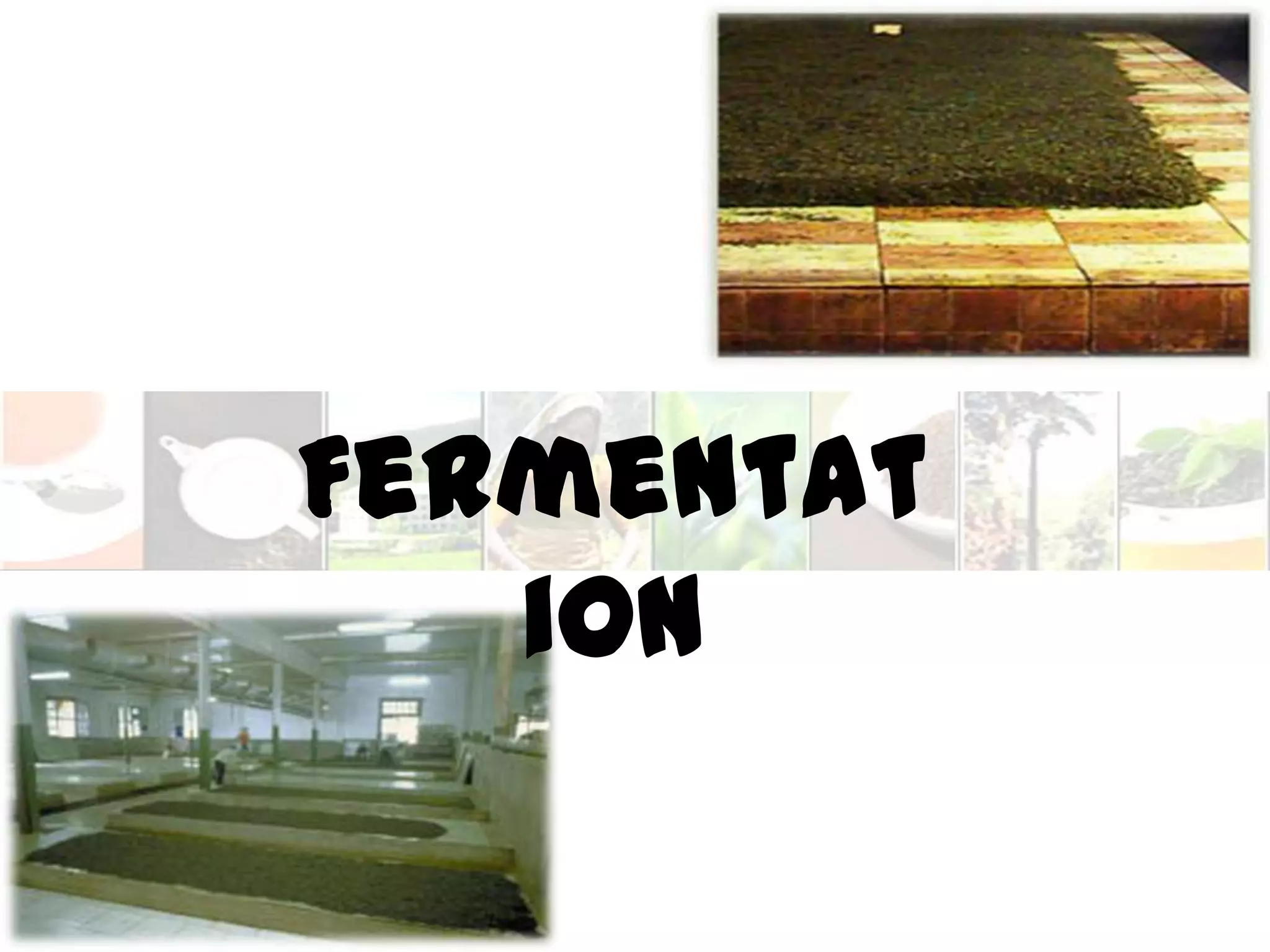 Tea manufacturing process part 1 | PPTX