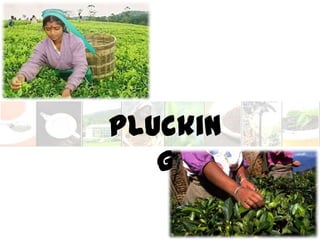 Pluckin
   g
 