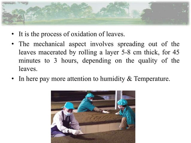 Tea manufacturing process part 1 | PPTX
