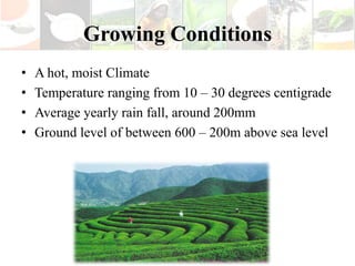 Growing Conditions
•   A hot, moist Climate
•   Temperature ranging from 10 – 30 degrees centigrade
•   Average yearly rain fall, around 200mm
•   Ground level of between 600 – 200m above sea level
 