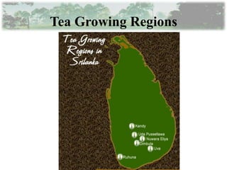 Tea Growing Regions
 