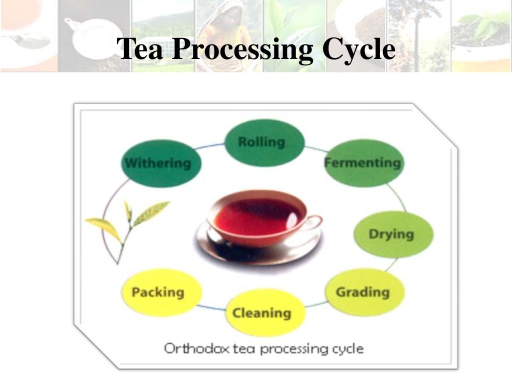 Tea manufacturing process part 1