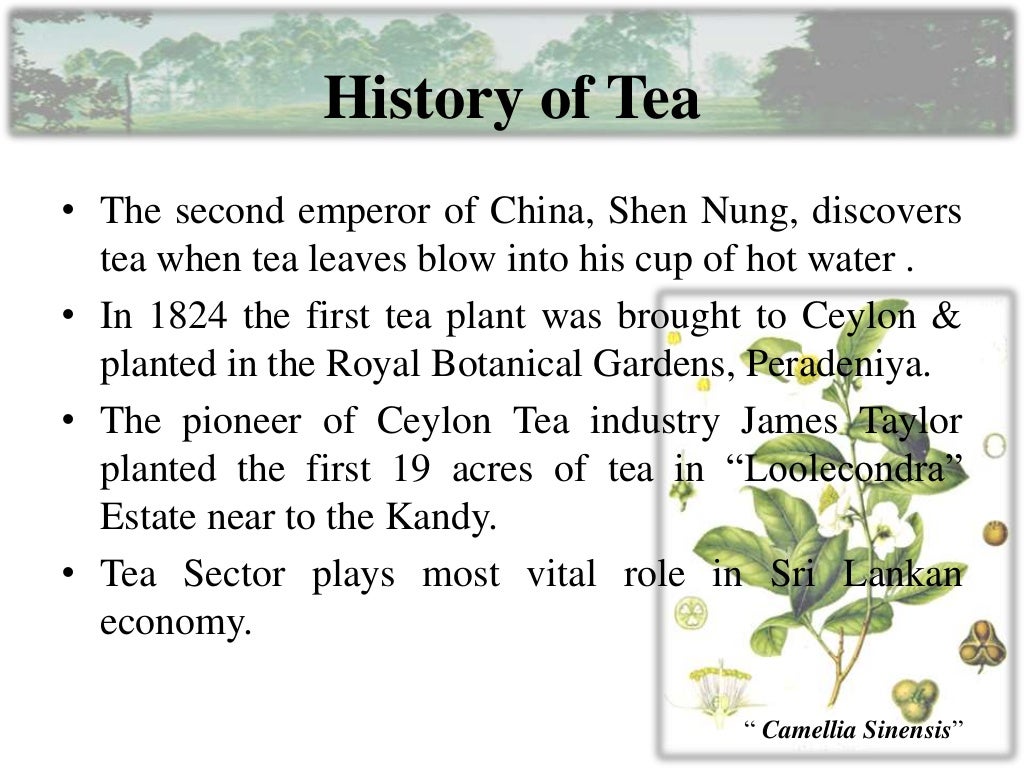 Tea manufacturing process part 1