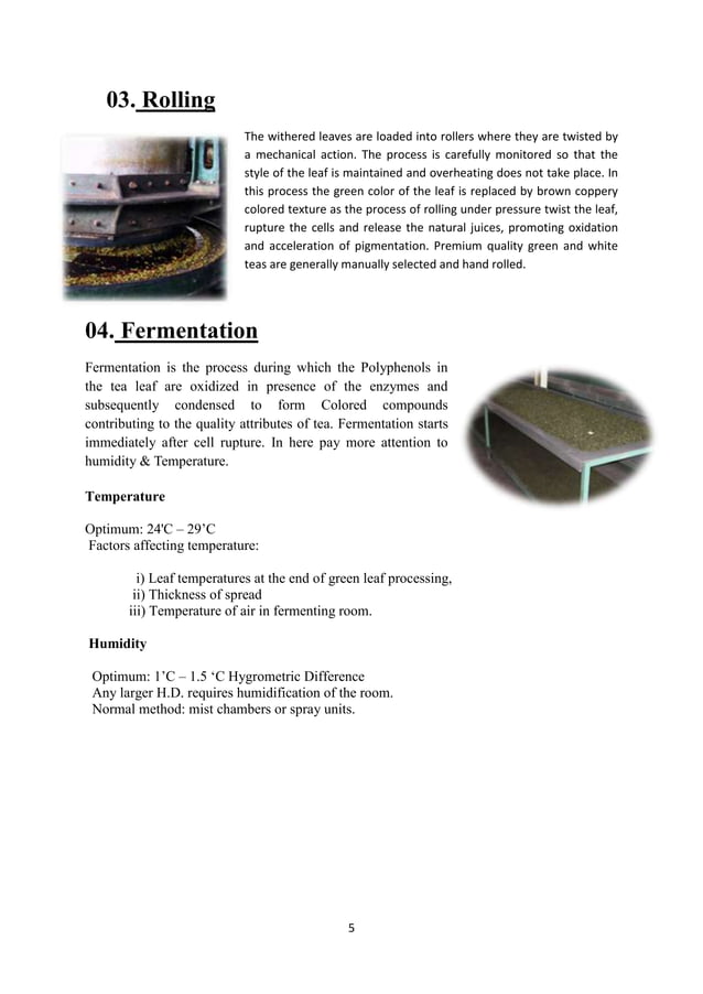 Tea manufacturing process part 1