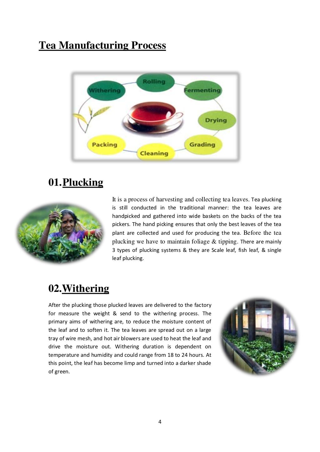 Tea manufacturing process part 1