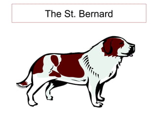 The St. Bernard 