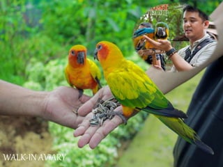 WALK-IN AVIARY
 
