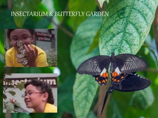 BIRD DISCOVERY CENTER
INSECTARIUM & BUTTERFLY GARDEN
 