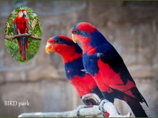 BIRD park
 