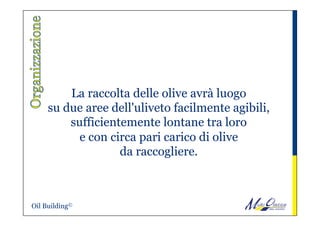 La raccolta delle olive avrà luogo
su due aree dell'uliveto facilmente agibili,
sufficientemente lontane tra loro
e con circa pari carico di olive
da raccogliere.
Oil Building©
 