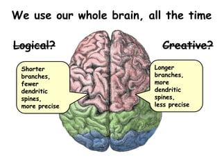 Logical? Creative?
We use our whole brain, all the time
Shorter
branches,
fewer
dendritic
spines,
more precise
Longer
branches,
more
dendritic
spines,
less precise
 