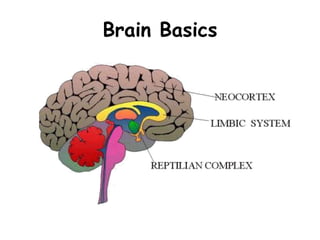 Brain Basics
 