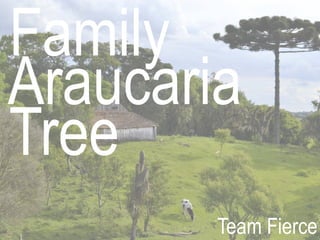 Family 
Tree 
Araucaria 
Team Fierce 
 