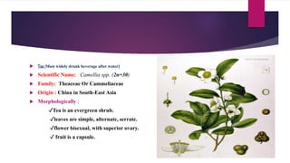 Tea(Most widely drunk beverage after water)
 Scientific Name: Camellia spp. (2n=30)
 Family: Theaceae Or Cammeliaceae
 Origin : China in South-East Asia
 Morphologically ;
✓Tea is an evergreen shrub.
✓leaves are simple, alternate, serrate.
✓flower bisexual, with superior ovary.
✓ fruit is a capsule.
 
