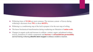  Withering times of 12-16h are most common. The moisture content of leaves during
withering is decreases from 78% to about 68-55%.
 Withering is a conditioning step of the leaf to prepare it for the next step of rolling.
 The know biochemical transformation during weathering are liberation of amino acids.
 Changes in organic acids and increase in caffeine content, sugars, polyphenol oxidase
activity, formation of volatile components and increase in cell membrane permeability
and leaf during withering absorbs more oxygen to enhance oxidative reaction.
 