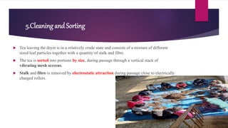 5.Cleaning andSorting
 Tea leaving the dryer is in a relatively crude state and consists of a mixture of different
sized leaf particles together with a quantity of stalk and fibre.
 The tea is sorted into portions by size, during passage through a vertical stack of
vibrating mesh screens.
 Stalk and fibre is removed by electrostatic attraction during passage close to electrically
charged rollers.
 