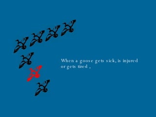When a goose gets sick, is injured or gets tired   , 