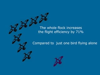 The whole flock increases the flight efficiency by 71% Compared to  just one bird flying alone 