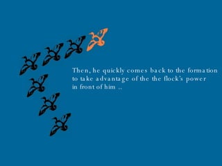Then, he quickly comes back to the formation to take advantage of the the flock’s power in front of him   .. 