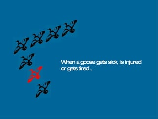 When a goose gets sick, is injured or gets tired   , 
