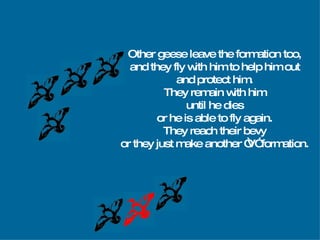 Other   geese leave the formation too, and they fly with him to help him out and protect him. They remain with him until he dies or he is able to fly again. They reach their  bevy or they just make another “V” formation. 